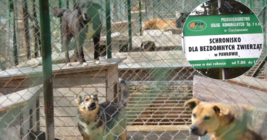 Kierowniczka schroniska w Pawłowie rezygnuje po jednym dniu pracy